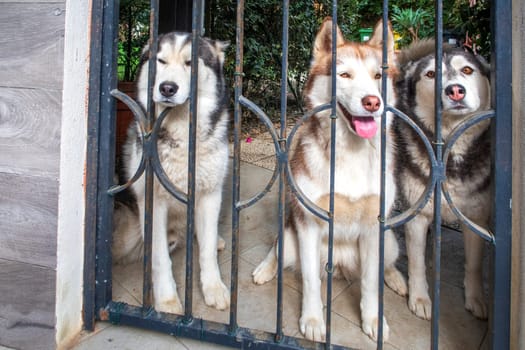 Three curious husky dogs at garden door. Husky breed close up.