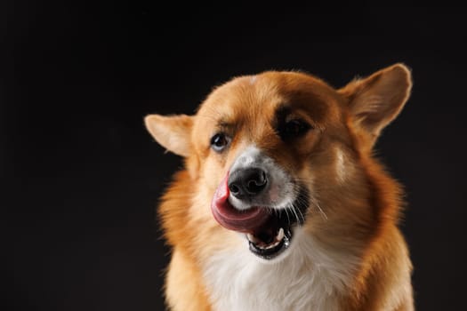 hungry pembroke welsh corgi dog licking lips waiting for treat from owner isolated on dark background