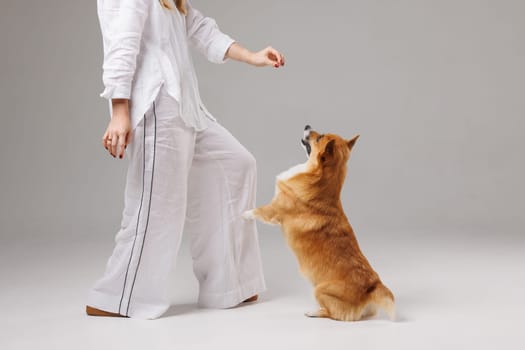 woman training welsh corgi pembroke on isolated white background , dog education and training concept