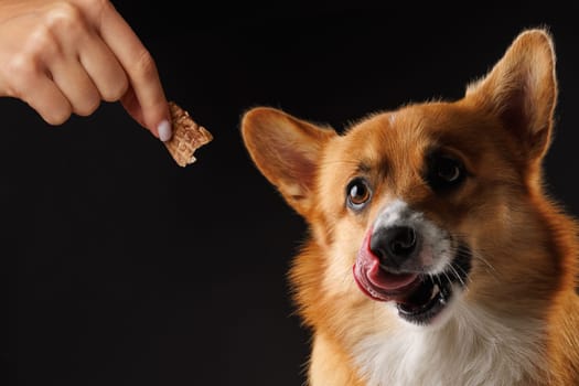 hungry Welsh Corgi Pembroke dog, for a treat by his owner, isolated on dark background, concept education and training of dogs