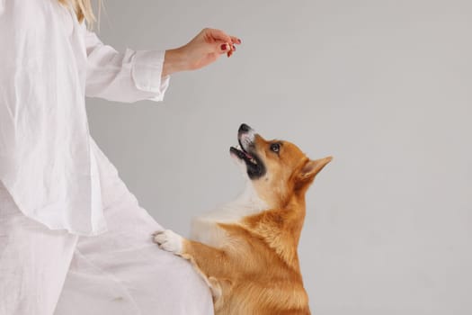 woman training welsh corgi pembroke on isolated white background , dog education and training concept