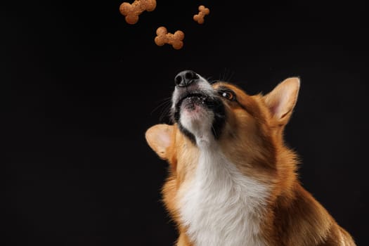 Pembroke Welsh Corgi dog catching flying bone food on isolated dark background, happy dogs concept