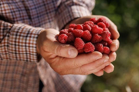 A person holding a large handful of fresh, ripe raspberries in their hands, with a blurred green background suggesting an outdoor setting
