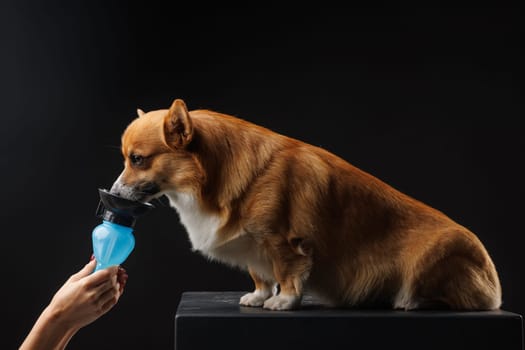 owner giving water from a drinking bowl to a welsh corgi pembroke dog on isolated dark background, animal care concept, the dog quenches its thirst for water