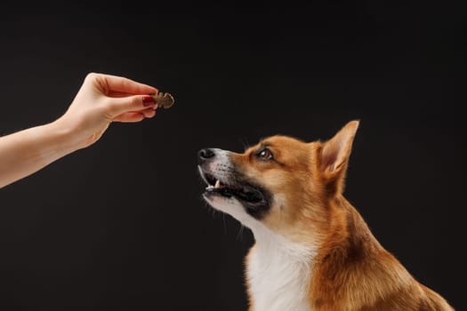 hungry Welsh Corgi Pembroke dog, for a treat by his owner, isolated on dark background, concept education and training of dogs