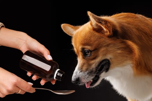 woman giving medicine to pembroke welsh corgi dog on dark background, dog care and treatment concept