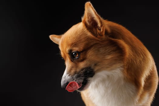 hungry pembroke welsh corgi dog licking lips waiting for treat from owner isolated on dark background