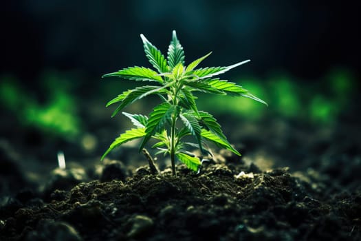 Young cannabis plant growing in soil under natural light. Concept of cultivation, agriculture, and medical marijuana.