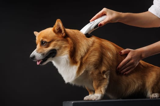 groomer cutting Welsh Corgi Pembroke dog hair with clipper on dark background, dog grooming concept close-up