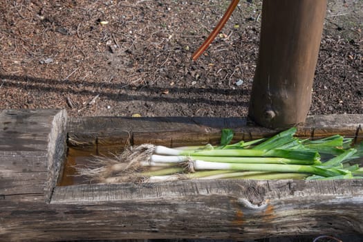 Freshly picked leeks lie in a wooden trough with water to clean off the soil, Organic farming and fresh food concept,
