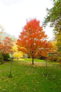 Autumn colours shine in a garden in Warburton on a cool autumn day in Victoria, Australia