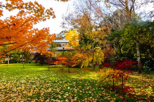 Autumn colours shine in a garden in Warburton on a cool autumn day in Victoria, Australia