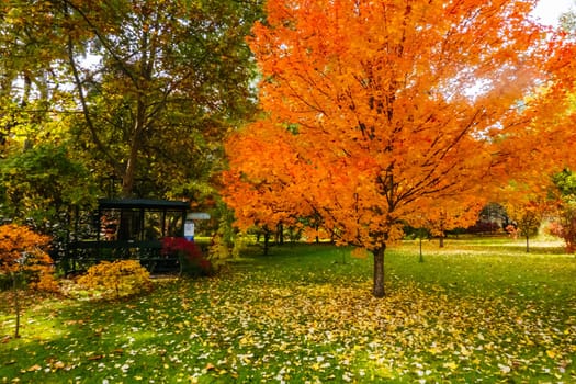 Autumn colours shine in a garden in Warburton on a cool autumn day in Victoria, Australia