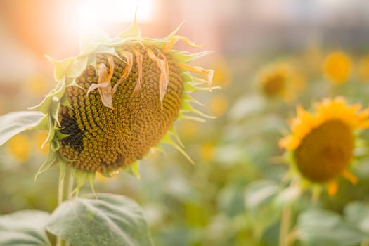 Sunflower field. Close up of sunflower on farm. Rural landscape.
