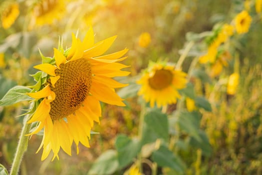 Sunflower field. Close up of sunflower on farm. Rural landscape.