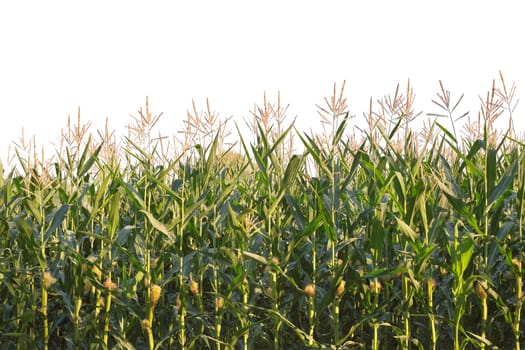 View of a Corn field isolated on white background.