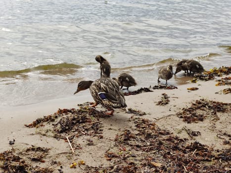 Duck family with ducklings on the sandy seashore about to enter the water, Europe, Finland