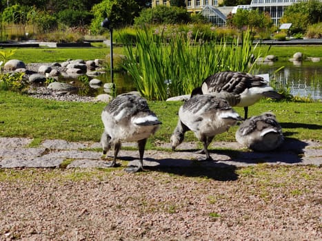 Finland, Helsinki, July 8th 2024 - A flock of Canadian geese grazing on the grass in the park