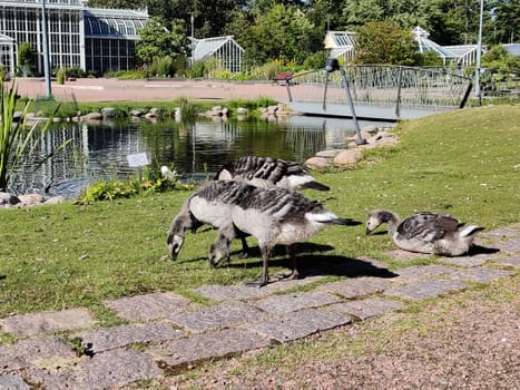 Finland, Helsinki, July 8th 2024 - A flock of Canadian geese grazing on the grass in the park