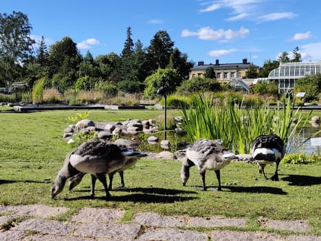 Finland, Helsinki, July 8th 2024 - A flock of Canadian geese grazing on the grass in the park