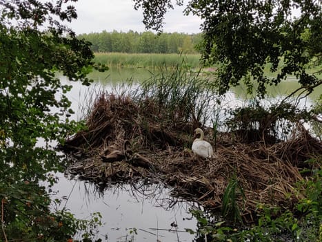 A family of young swans with chicks rests in a nest among the reeds. Wildlife scene with waterfowl birds in natural habitat in Finland. Nature protection concept
