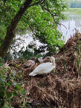 A family of young swans with chicks rests in a nest among the reeds. Wildlife scene with waterfowl birds in natural habitat in Finland. Nature protection concept
