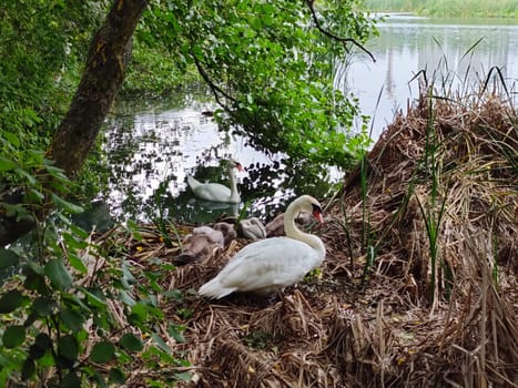 A family of young swans with chicks rests in a nest among the reeds. Wildlife scene with waterfowl birds in natural habitat in Finland. Nature protection concept