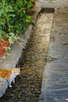 A cat standing beside a narrow stream of water on a cobblestone path surrounded by greenery, Alpujarras, granada, andalucia, espa a,