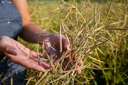 A farmer examines ripening rapeseed pods in her hands, checking the maturity of the seeds. Her overalls and the surrounding crop are partially visible.