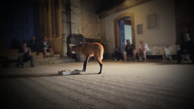 A slow-motion video captures a maned wolf approaching a food tray at Caraca Sanctuary in Brazil, observed by people at night under dim lighting.