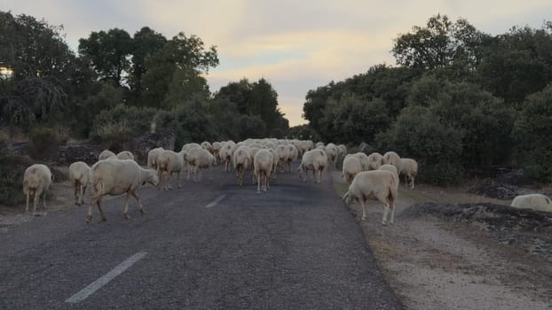 Video shows a flock of sheep blocking a rural road at dusk, disrupting traffic. Livestock are grazing in nearby pastures.