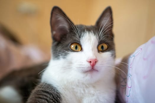 A white and grey cat with yellow eyes stares intently at the camera. The cat is lying down on a soft surface.