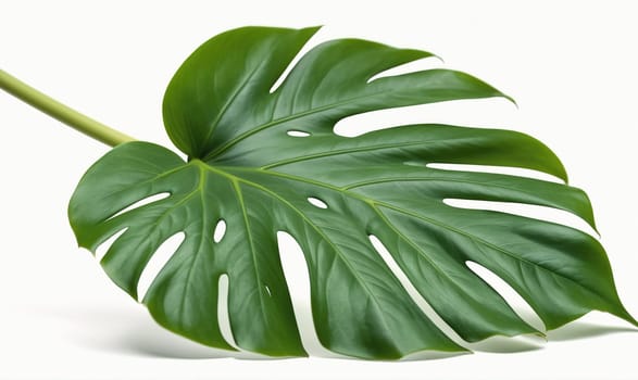 A large, green monstera leaf is lying on a white surface, its distinctive shape and texture fully visible. The leaf has several slits and holes, creating a unique and elegant pattern.
