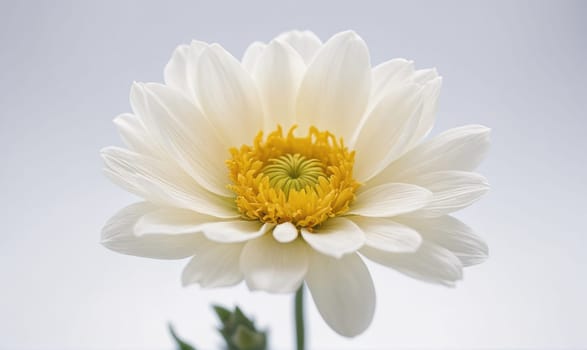 A single, white flower with a bright yellow center is in focus against a light, gray background. The flower is in full bloom and has many petals, creating a delicate and intricate pattern.