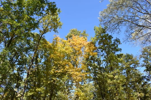 Yellow fallen leaves. Tree against blue sky. Yellow Tree Leaves Composition Over Sky. Beautiful autumn tree and blue sky. Autumn Nature concept. Trees on a sunny autumn day.