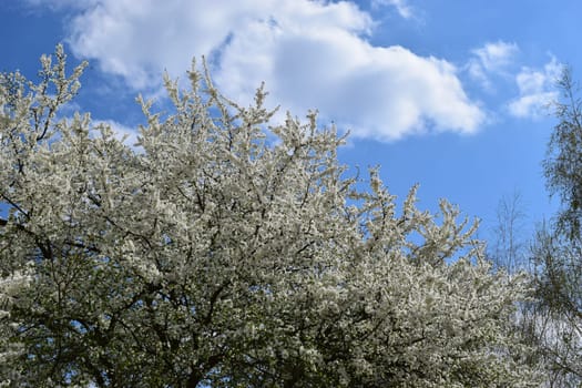 A big tree with white blooming and a clear blue sky. Spring tree with white flowers blossom against a blue sky. Spring inspiration. Blooming cherry tree in early spring. Bright spring day