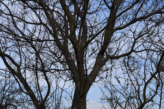 Silhouettes of trunks and branches. Bare branches of trees against a blue sky with clouds. Autumn sky. High contrast style photo.