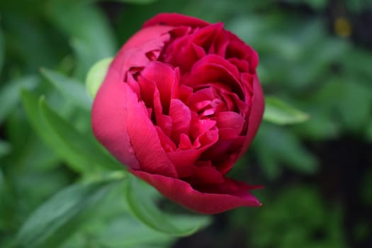 Large purple peony, many petals and juicy flower in the bush. Purple peony flowers as a summer floral concept. Care of garden peonies and plants. Landscape design in park