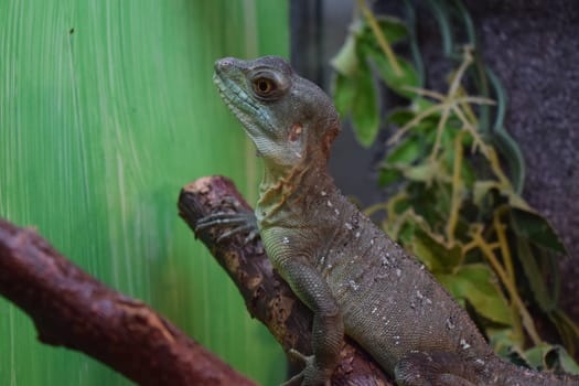 Plumed basilisk (Basiliscus plumifrons), also known as the green basilisk. Female basilisk. Wildlife animal. Adult double crested basilisk. Jesus Christ lizard.