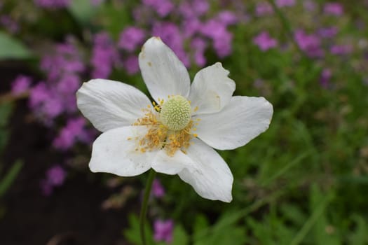 Anemone sylvestris. delicate flowers in the garden, in the flowerbed. floral background. beautiful delicate Anemone sylvestris. white flowers on a natural green background. close-up