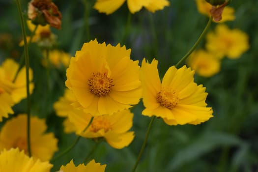 Beautiful yellow flowers Coreopsis lanceolata. Taken in the Early summer. Yellow flowers of lance-leaved coreopsis in garden with selective focus and bokeh
