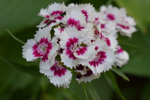 Dianthus barbatus beautiful ornamental flowering plants, group of bright pink purple white flowers in bloom, green leaves