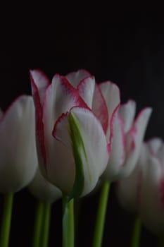 White tulip with red strips on the petals on the dark blurred background. Two colored tulip flowers closeup on the dark background.