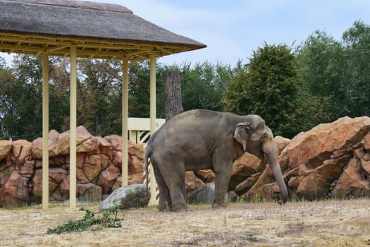 Elephant in a zoo. Asian Elephant, Elephas maximus. Big mammal in the zoo habitat.