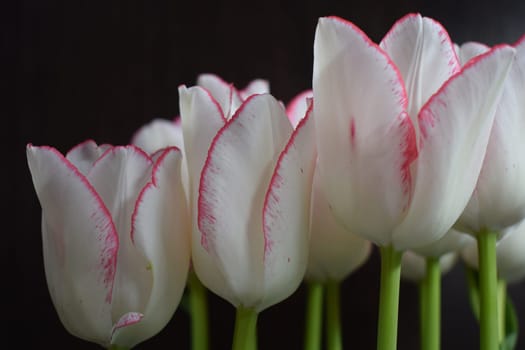White tulip with red strips on the petals on the dark blurred background. Two colored tulip flowers closeup on the dark background.