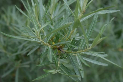 Branches of sea buckthorn. Sea buckthorn branch on nature background