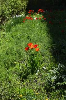 Large beautiful blossoming tulips against background of green leaves. Nature spring concept. Blooming flowers on the lawn. Details of inner tulip flower with pistil and stamen. Close-up tulip.