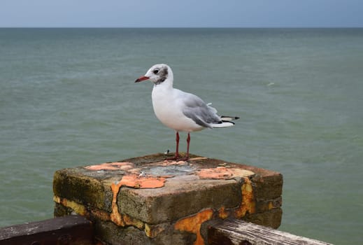 One seagull sits on a old sea pier. The European herring gull, Seagull on the beach pier railing. Close-up of seagull bird.