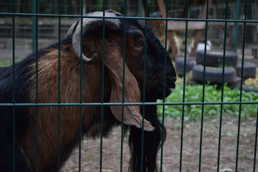 Portrait of a ram ,furry tur with curved big horns. Mountain sheep, goat close up portrait . Bighorn ram posing