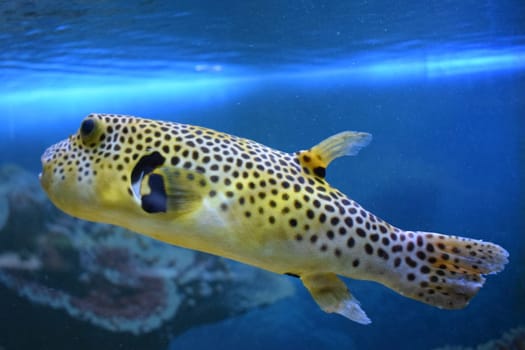 Yellow Arothron meleagris, golden puffer guineafowl puffer fish underwater. Yellow tropical fish. fugu fish. Yellow Blackspotted (or Dog Faced) (Arothron nigropunctatus) in Aquarium tank